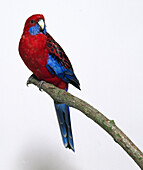 Crimson rosella