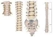 Spine vertebrae areas, illustration