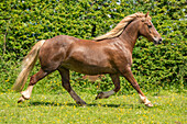 Welsh cob horse