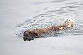 Arctic fox swimming