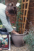 Woman planting a climbing plant