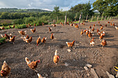 Free range chicken egg farm