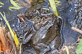 Common frog spawning congregation