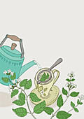 Homemade lemon balm tea, illustration
