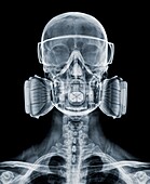 Skull wearing a respirator and goggles, X-ray
