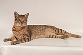 Savannah F6 shorthair cat