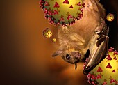 Fruit bat and Nipah virus particles, illustration