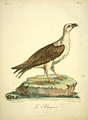 White-bellied sea eagle, 18th century illustration