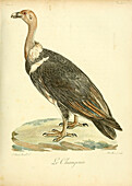 White-rumped vulture, 18th century illustration