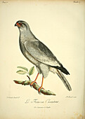Singing falcon, 18th century illustration