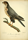 Black falcon, 18th century illustration