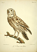Nocturnal bird of prey, 18th century illustration