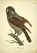 Black-banded owl, 18th century illustration