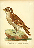 White owl, 18th century illustration