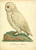 Barn owl, 18th century illustration