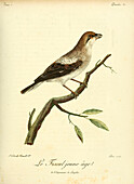 Juvenile grey-backed fiscal, 18th century illustration