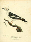 Geoffroy bird, 18th century illustration