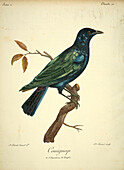 Bird, 18th century illustration