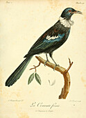 Tui, 18th century illustration