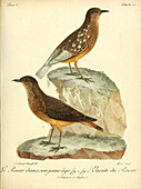 Cape rock thrush, 18th century illustration