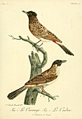 Curouge and cudor, 18th century illustration