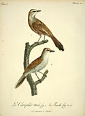 Karoo scrub robin, 18th century illustration