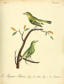 Figbird, 18th century illustration