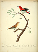Red figbird, 18th century illustration