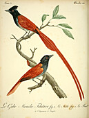 Indian paradise flycatcher, 18th century illustration