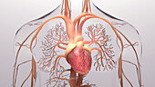 Human heart and circulatory system, illustration