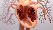 Blood pumping around a human heart, illustration