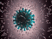 Antibodies attacking coronavirus particle, illustration