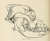 Skull of a bulldog, 19th century illustration