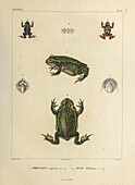 Toads of South America, 19th century illustration