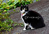 Cat and Schrodinger wave equation