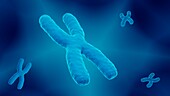 X chromosome, illustration