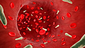 Tetanus bacteria in blood, illustration