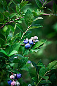 Ripe blueberries on a bluberry bush