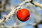 Apfel am Zweig mit Frost