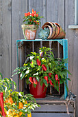 Late summer patio with snack peppers, edible ornamental pepper 'Salsa' and echeveria