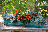 Edible ornamental pepper 'Salsa', echeveria and moonstone succulents in a turquoise box