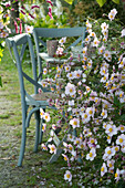 Small seating area by flowerbed of Japanese anemone 'September charm'