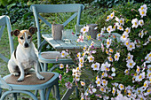 Kleiner Sitzplatz am Beet mit Herbstanemone 'Septembercharme', Hund Zula sitzt auf Stuhl
