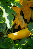 Gelbe Zucchini 'Gold Rush' und Blüten
