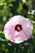 Hibiscus Summerific 'Cherry Cheesecake' with huge flowers