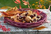 Nuts and fruit pods of the red horse chestnut in a wicker bowl
