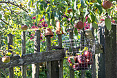 Drahtkorb mit Äpfeln am Gartenzaun