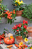 Edible ornamental peppers in clay pots, lemon thyme, tomatoes, flowers of marigold and borage