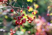 Rose branch with rose hips