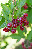 Unripe blackberries in summer
